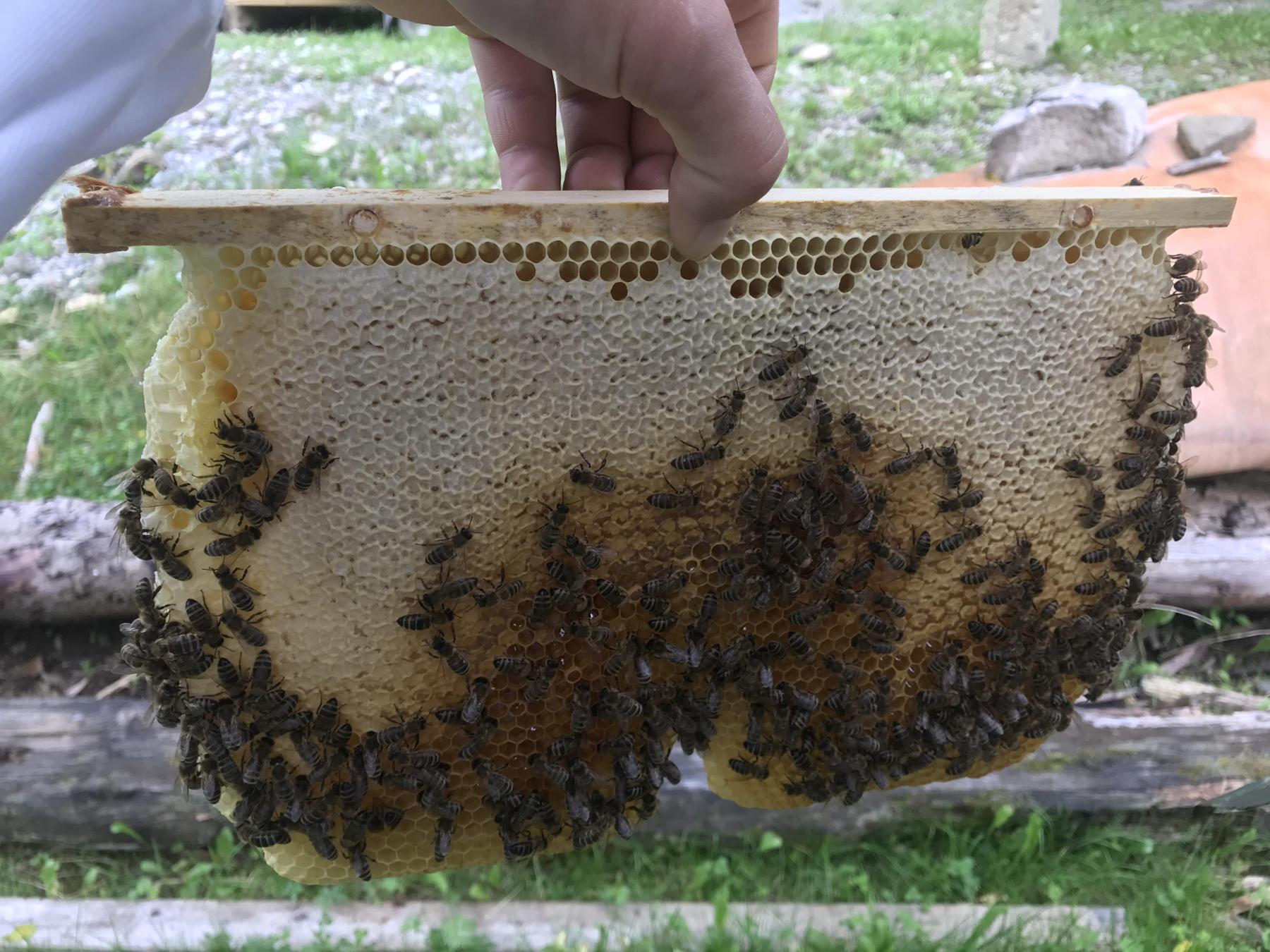 Dr. Api House, Apidomček Trámik s medom a včelami