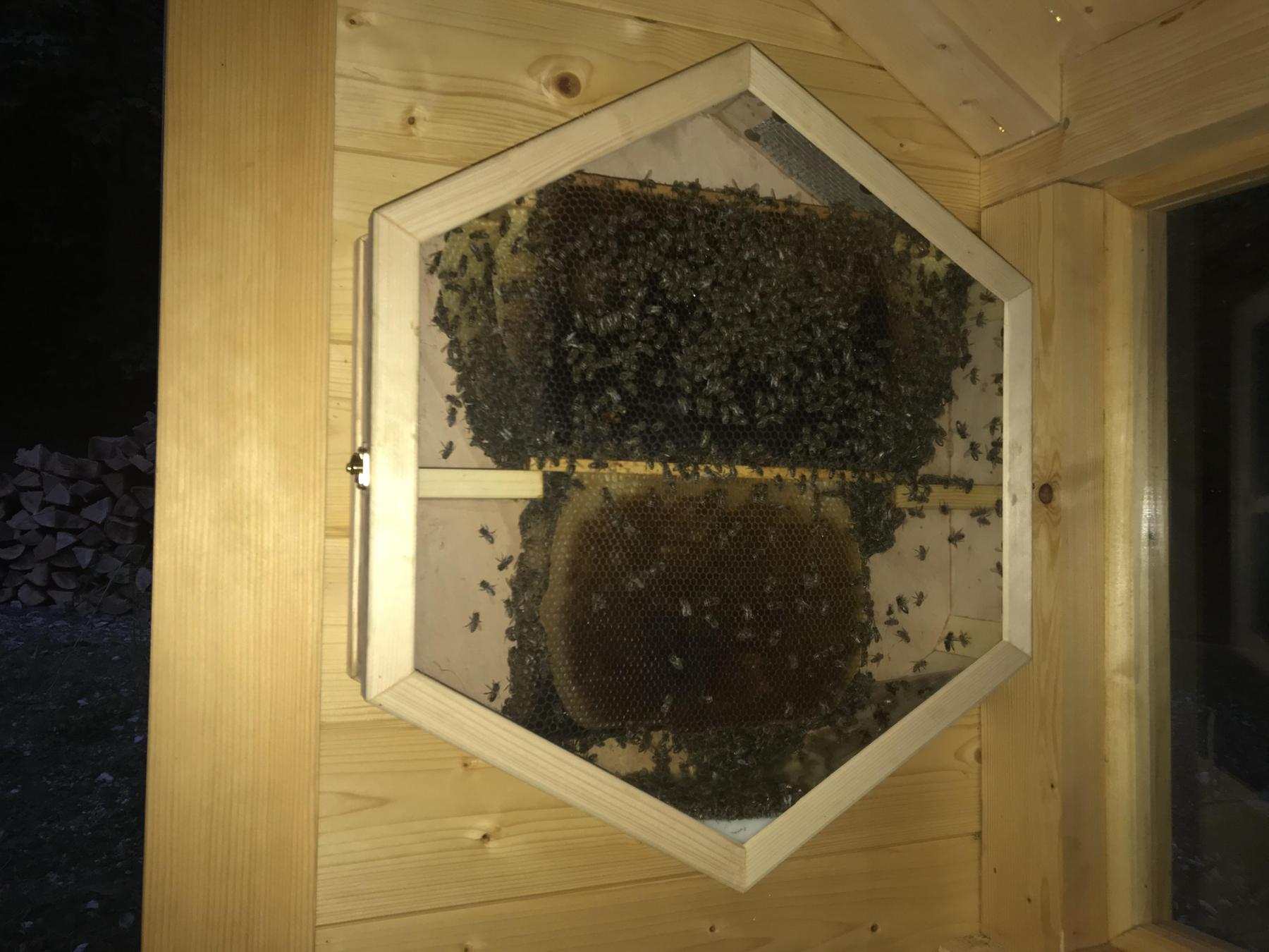 Dr. Api House, Apidomček pozorovací úľ v tvare včelej bunky