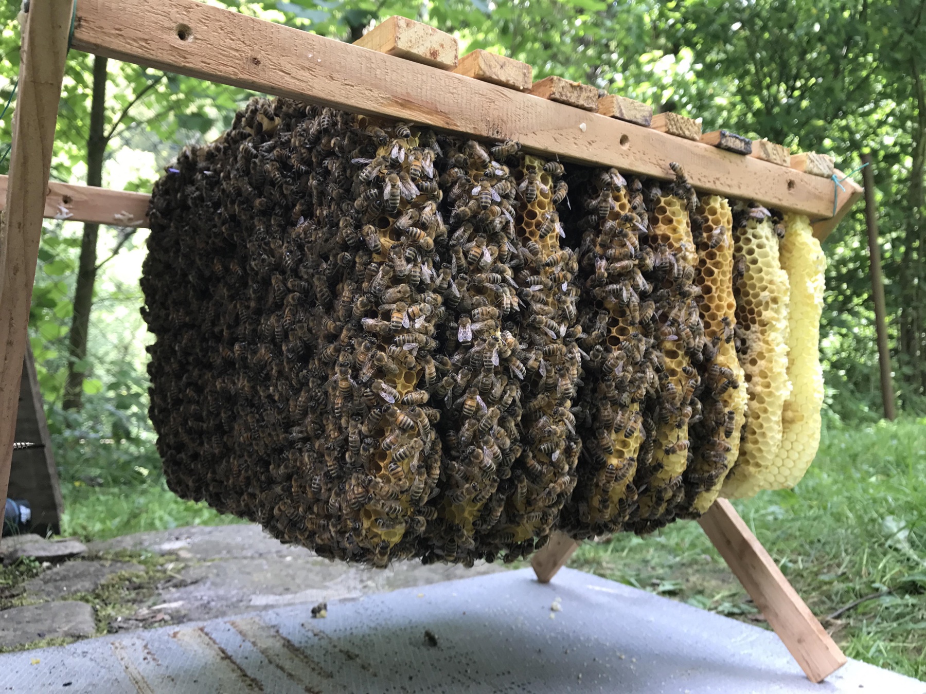 Dr. Api House, Apidomček Warré trámiky na stojane